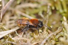 Andrena fulva